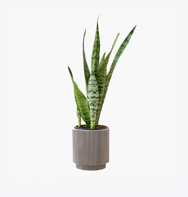 Faucibus Interdum