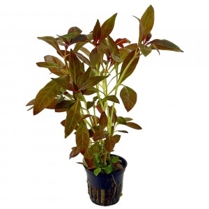 0006154_ludwigia-glandulosa Ludwigia glandulosa