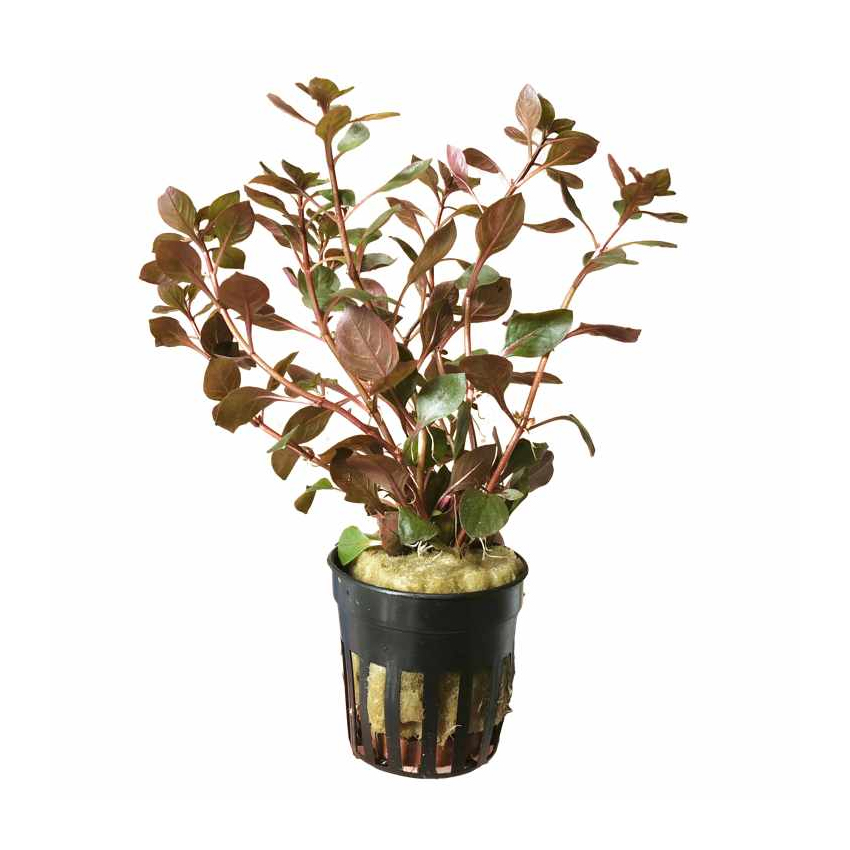 162386 Ludwigia palustris - super red