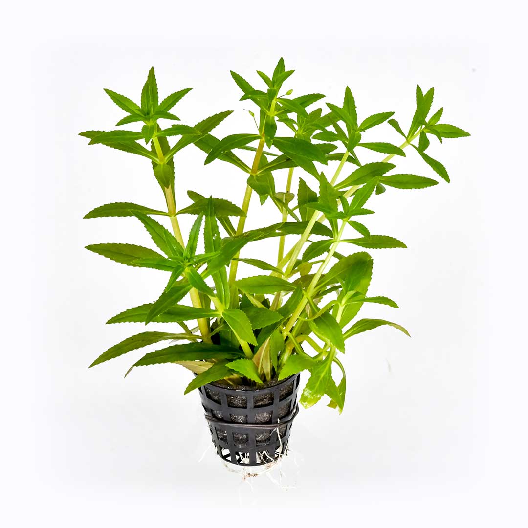 1_product limnophila aromatica