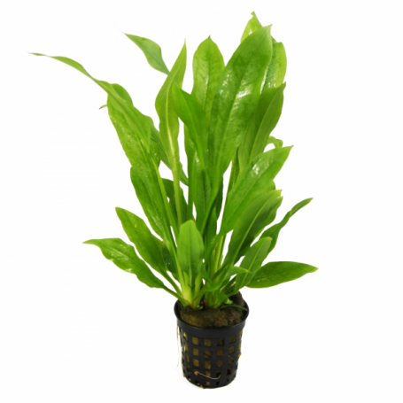 Echinodorus amasonica