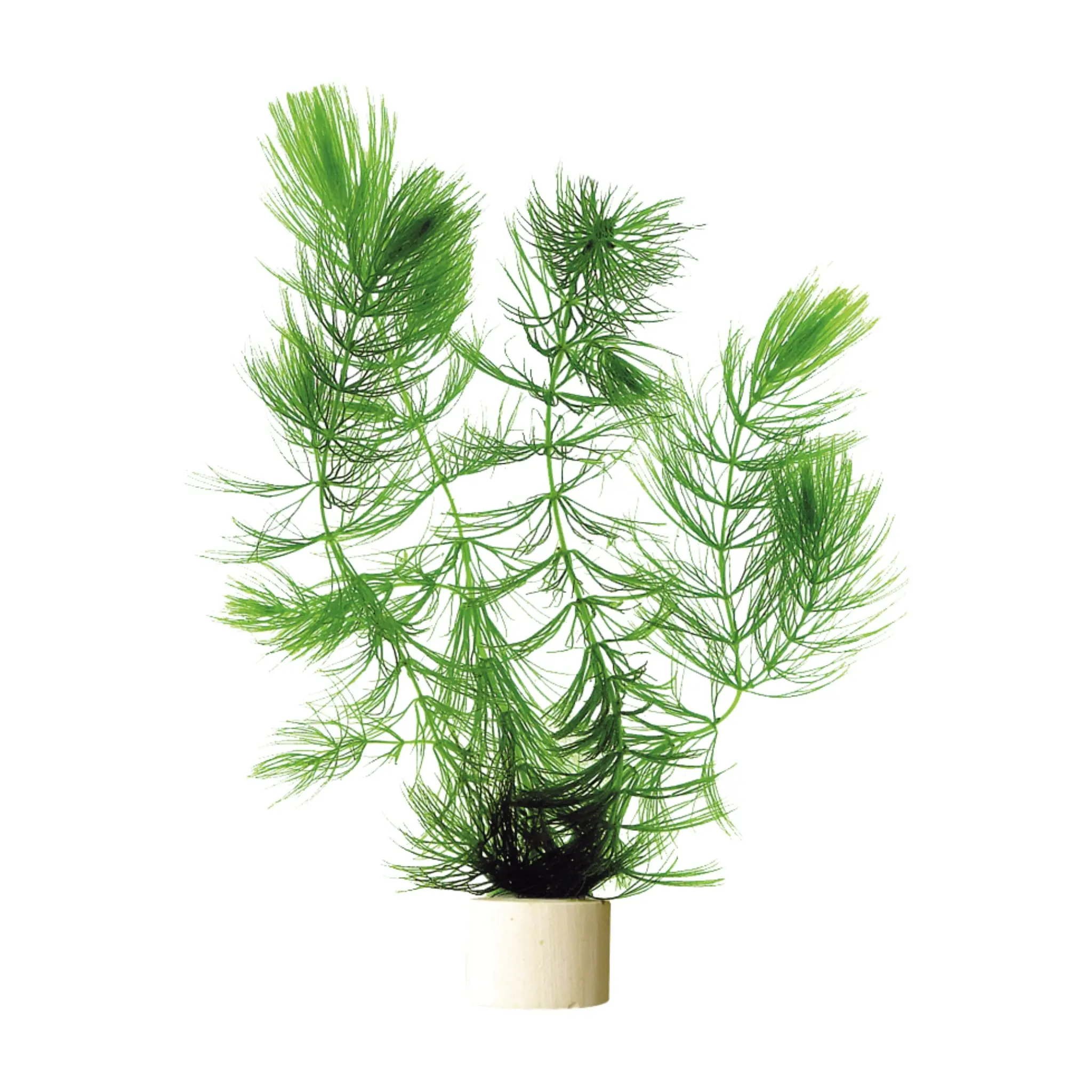 Ceratophyllum-demersum Ceratophyllum demersum (Hornwort)