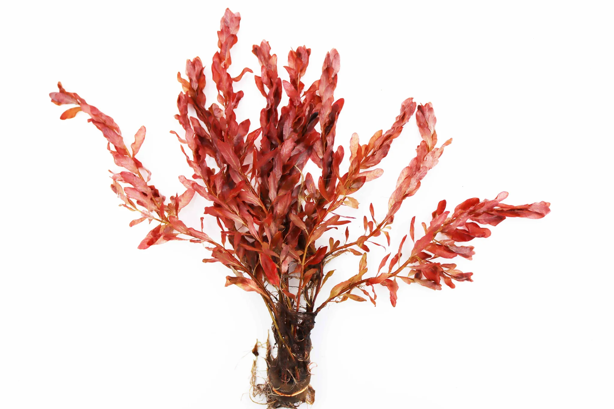 Ludwigia inclinata