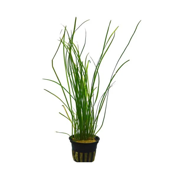 Vallisneria nana