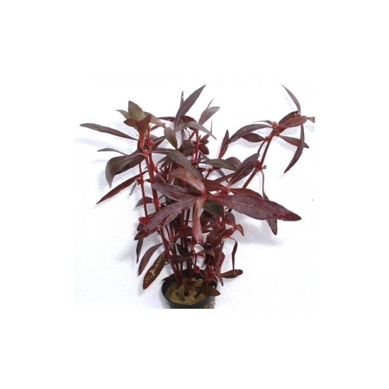 alternanthera-sessilis-aquadip Alternanthera sessilis 'Red'