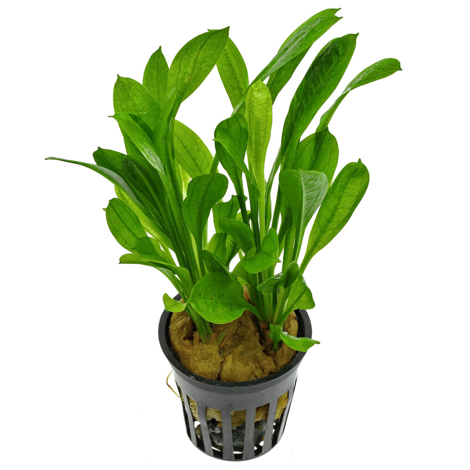 Echinodorus tropica