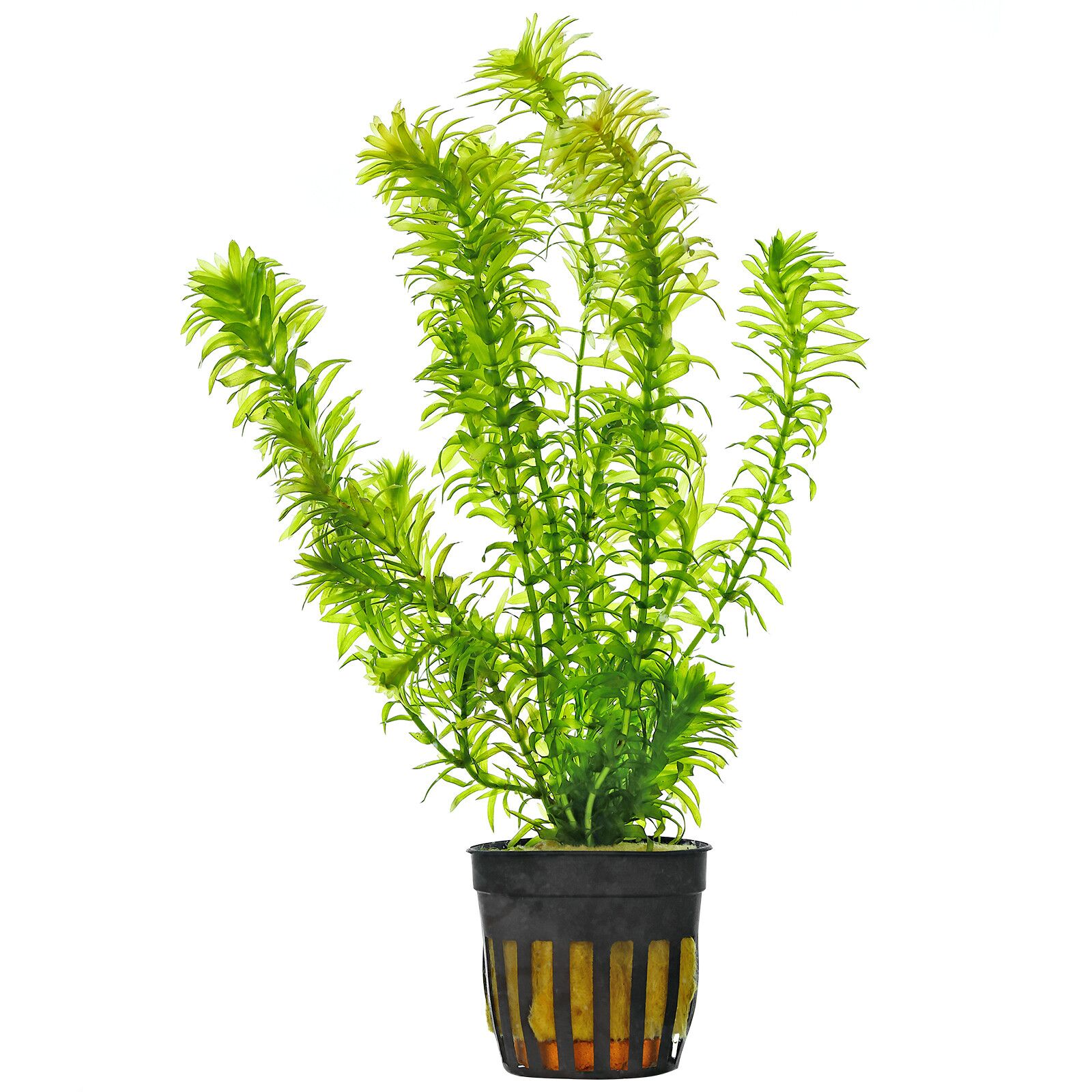 egeria-densa-topf Egeria densa