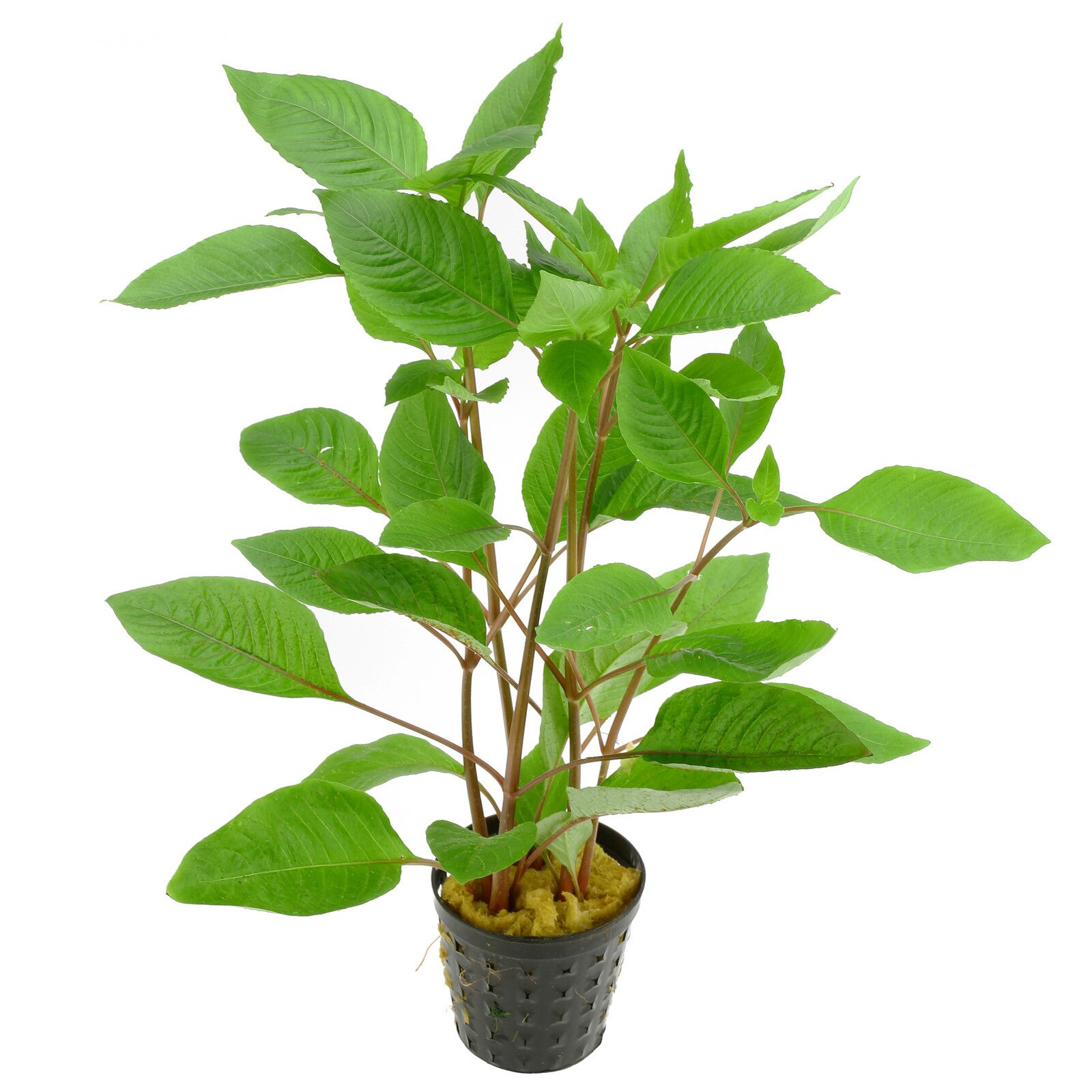 hygrophila-corymbosa-topf Hygrophylla corymbosa