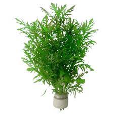 Hygrophila difformis