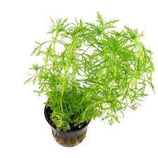 limnophila aquatica
