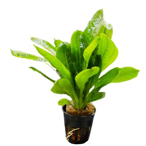 24033 Echinodorus tropica