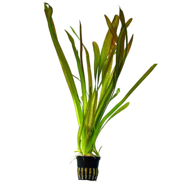 Vallisneria jaynt
