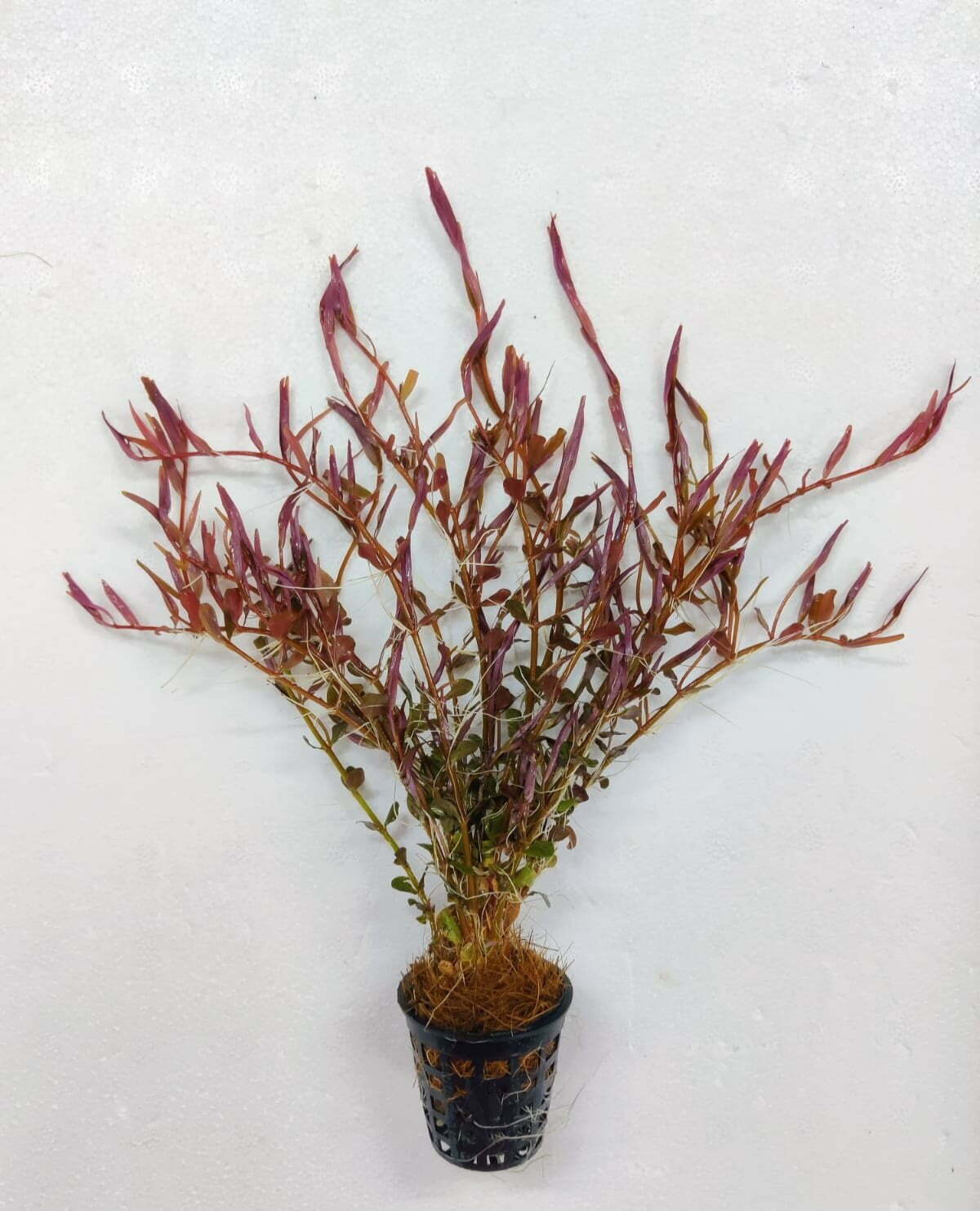 Rotala Rotundifolia - Rotala red