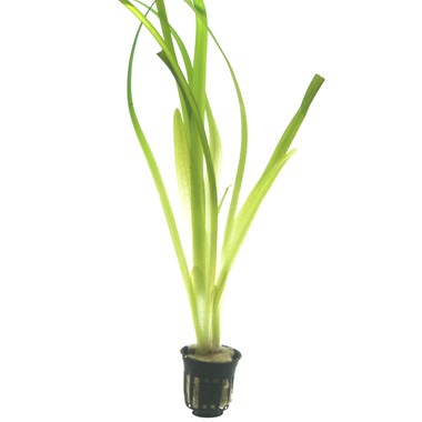 Vallisneria gigantean
