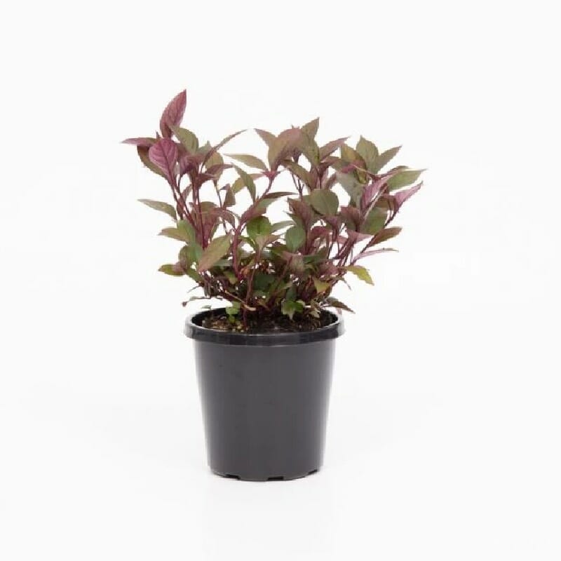 Alternanthera ficoidea