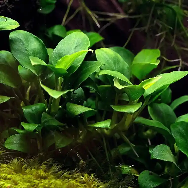 Anubias nana