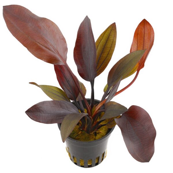 Echinodorus deep purple
