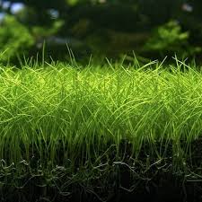 Eleocharis parvula