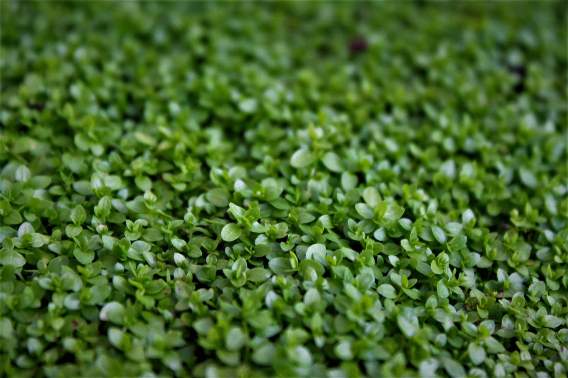 Hemianthus micranthemoides (Pearl Weed)