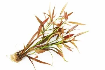 Hygrophylla codata red
