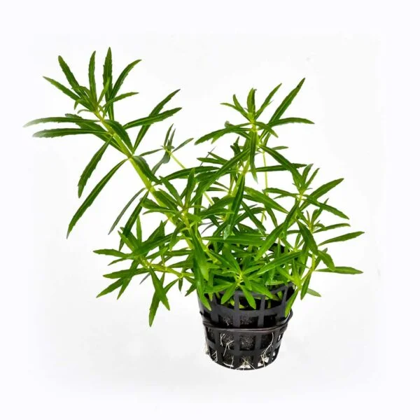 Pogostemon stellatus