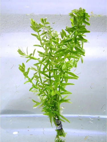Rotala Rotundifolia - Rotala green