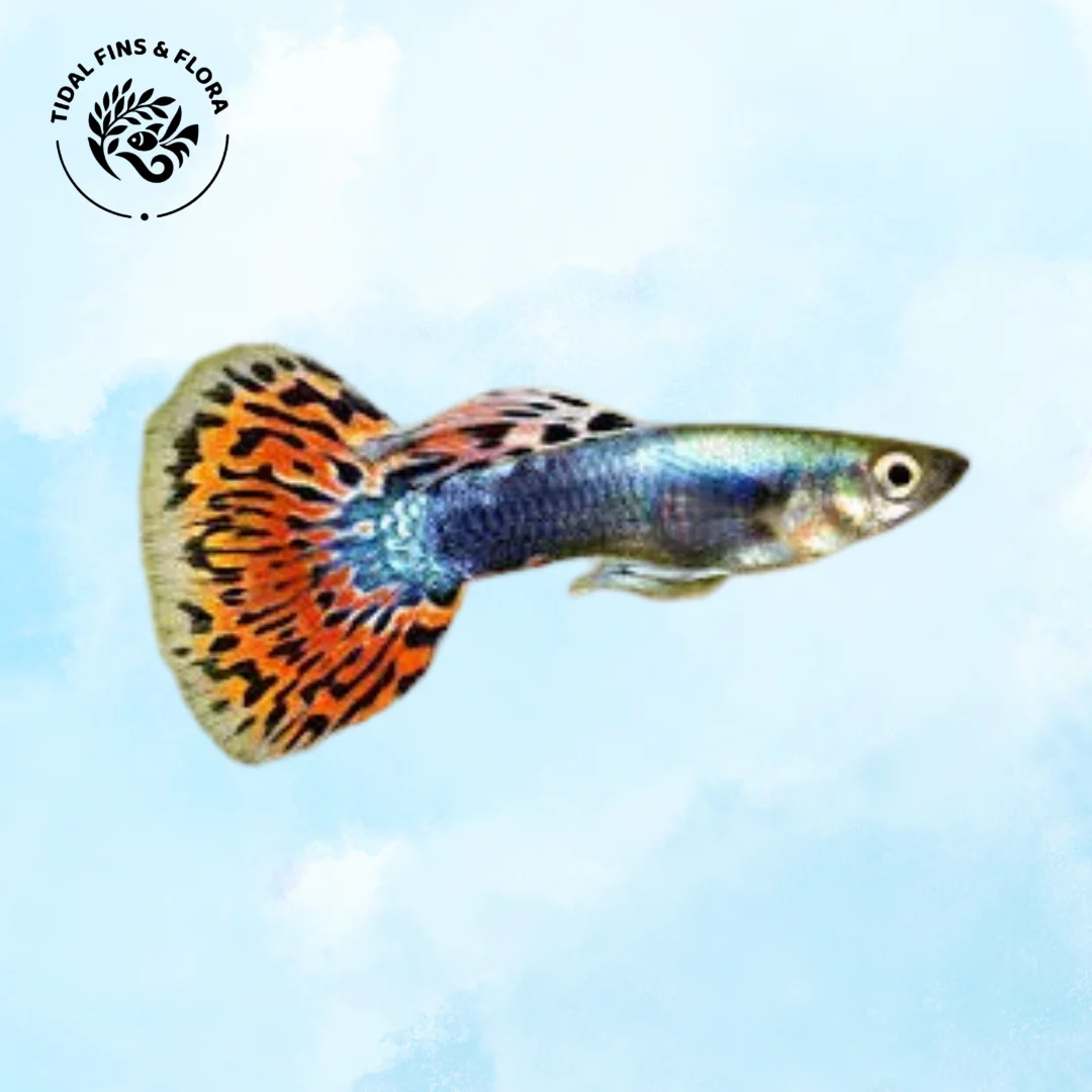 Poecilia reticulata