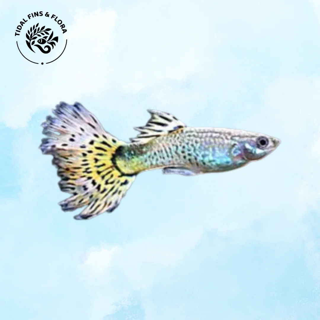 Poecilia reticulate
