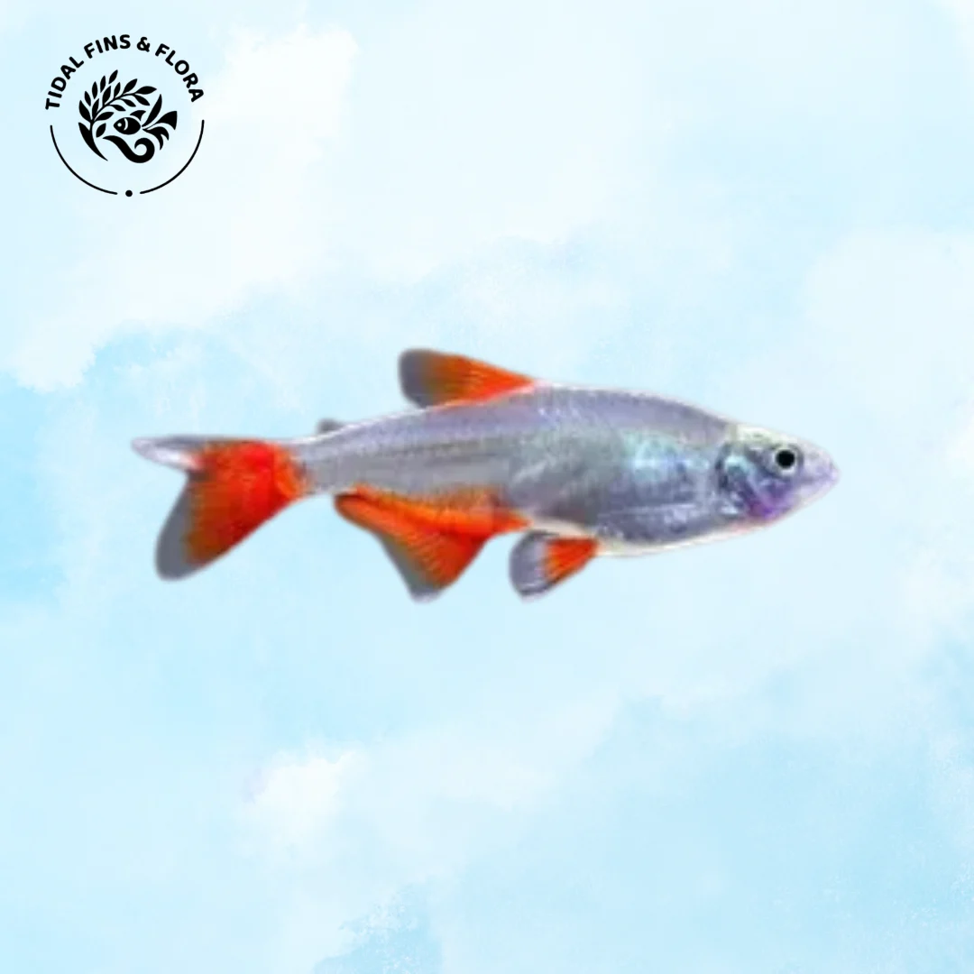 Aphyocharax anisitsi