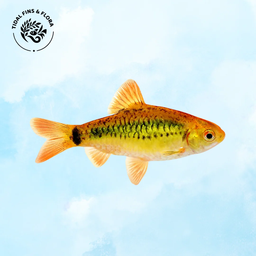 Barbodes semifasciolatus