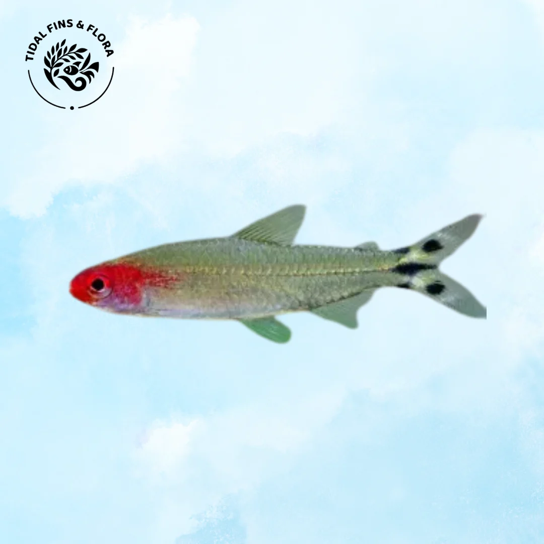 Hemigrammus bleheri