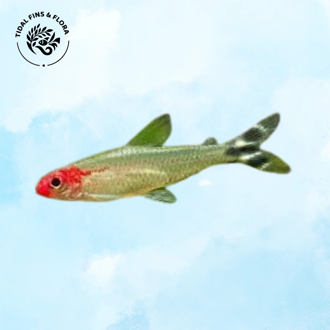 Hemigrammus rhodostomus