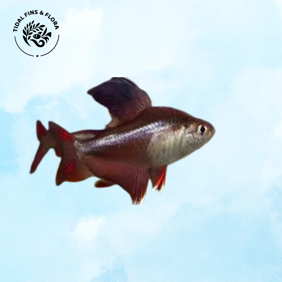 Hyphessobrycon bentosi