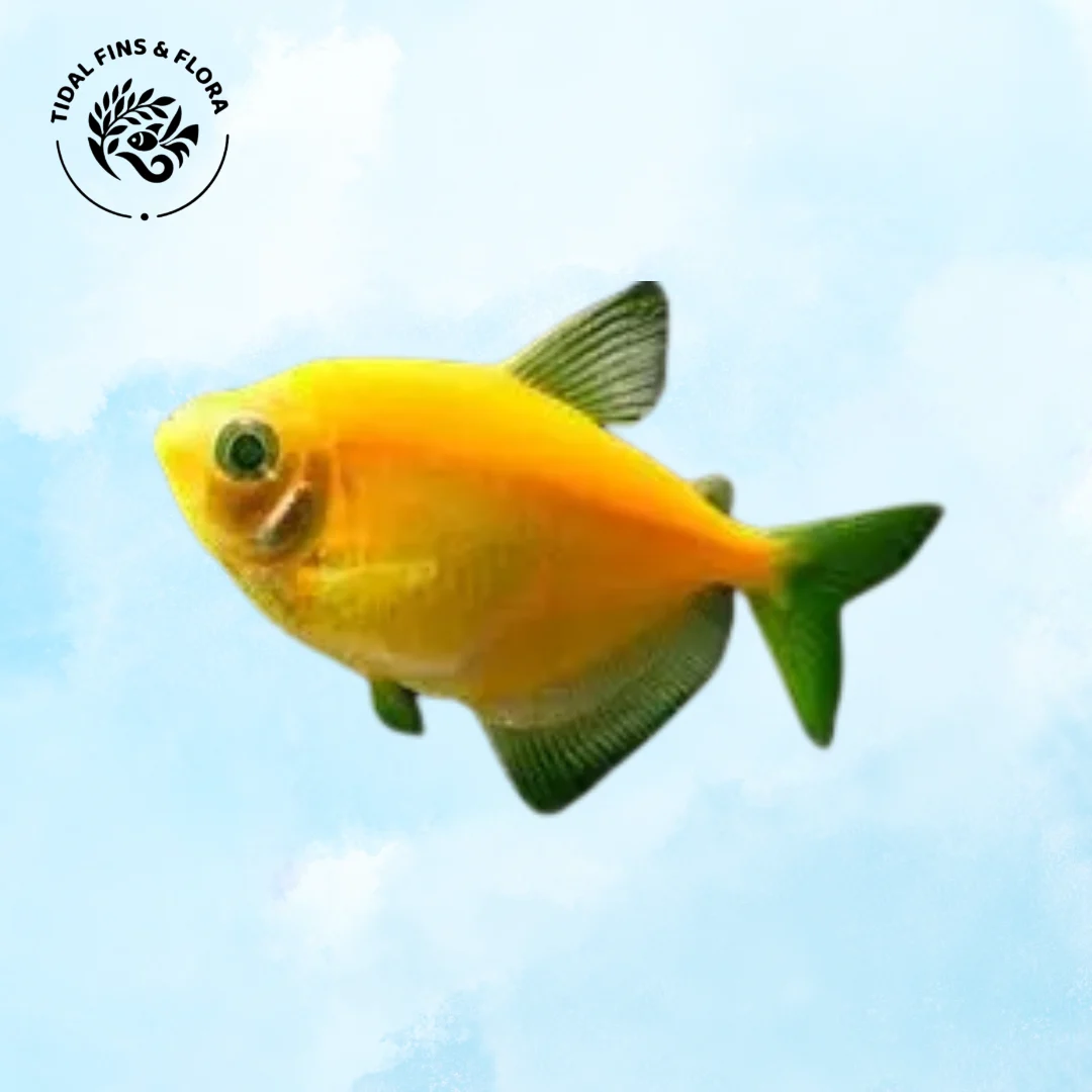 Hyphessobrycon bifasciatus