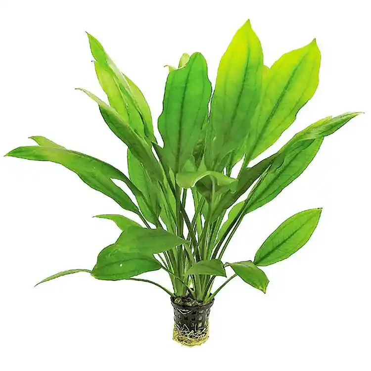 Echinodorus beheri