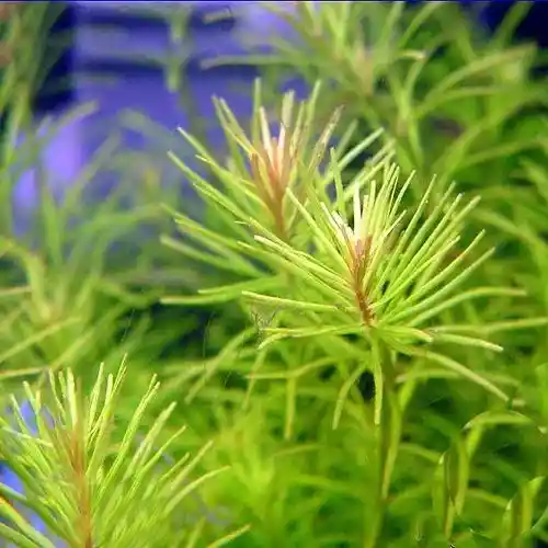 Rotala nanjenshan