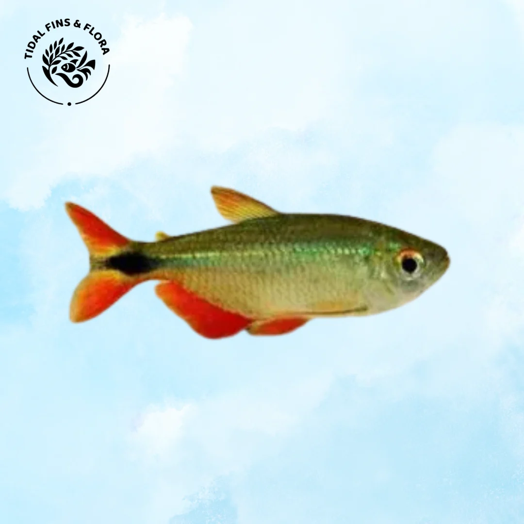 tetra hyphessobrycon Hyphessobrycon anisitsi/ Hemigrammus caudovittatus