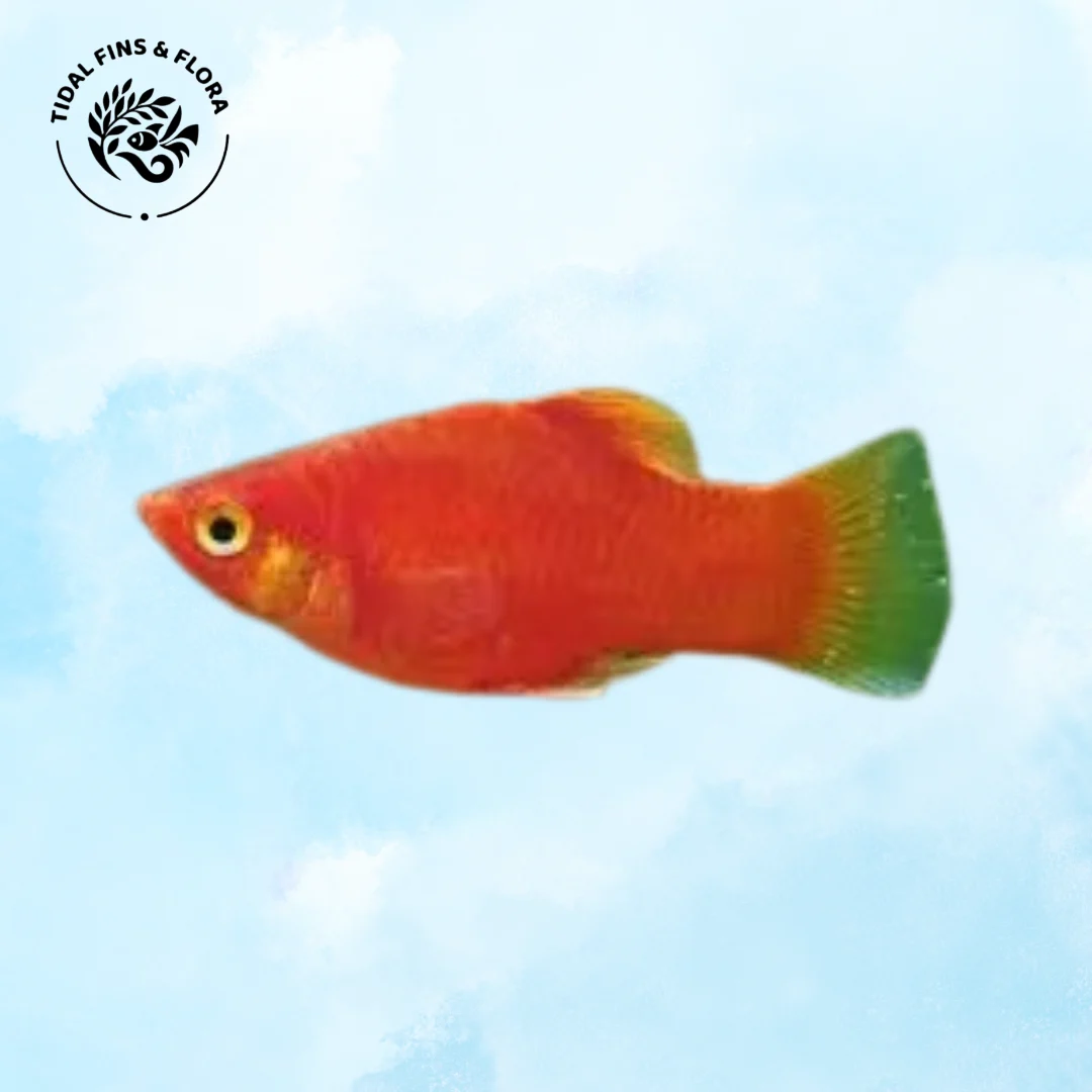 Xiphophorus hellerii
